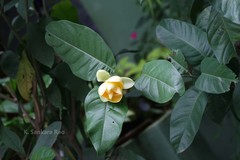 Talauma mutabilis